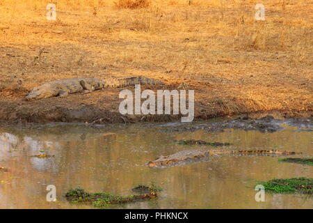 I coccodrilli nel sud Luangwa National Park - Zambia Foto Stock