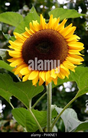 Magnifico il girasole in piena fioritura Foto Stock