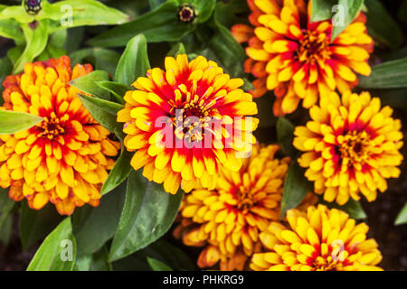 Orange Garden Zinnia ' Swizzle giallo ' Foto Stock