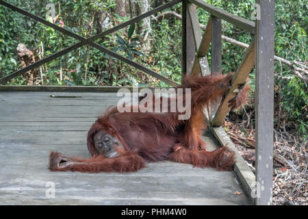 Wild Bornean oranutan trova un buon posto per fare un pisolino, Tanjun messa National Park, Kalimantan, Indonesia Foto Stock