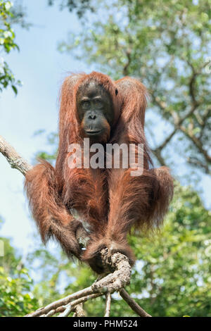 Bornean orangutan seduta alta in un albero, Sekonyer River, Kalimantan, Indonesia Foto Stock