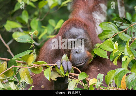 Curiosità, giovane maschio orangutan dal Riverside, Tanjung messa NP, Kalimantan, Indonesia Foto Stock