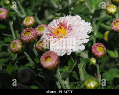 Chrysanthemum Indicum "Julia" Foto Stock