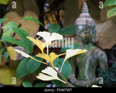 Ginkgo biloba in autunno con il Buddha Foto Stock