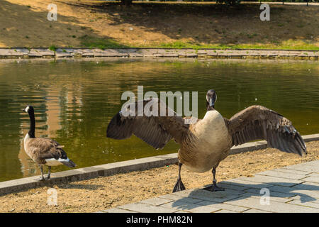 Un anatra con ali stese al lago, Nordliche dusselige a Dusseldorf, Germania. Foto Stock