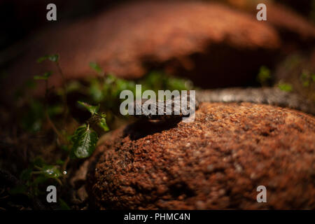 Una montagna di Ocellate viper (Montivipera wagneri) nel proprio recinto presso lo Zoo Saint Louis, Missouri. Foto Stock
