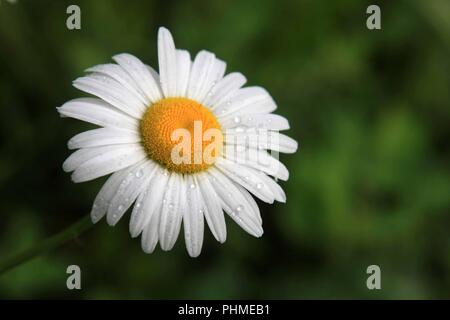 Fiore bianco in giardino Foto Stock