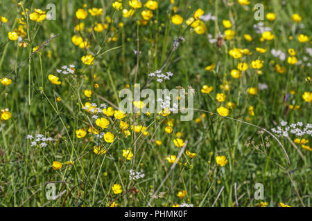 Blooming Renoncules fiori su un prato estivo Foto Stock