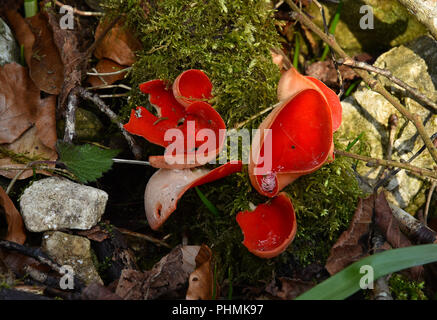 Il cinabro rosso Elf Cup; funghi; Foto Stock