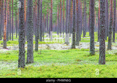 Foresta con alberi di pini e licheni in estate Foto Stock