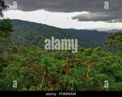 Foresta di pioggia, Ruanda, Africa Foto Stock