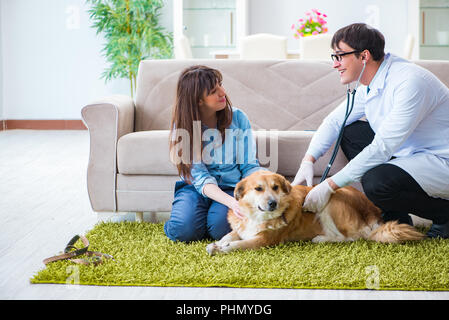 Vet medico visita il golden retriever cane a casa Foto Stock