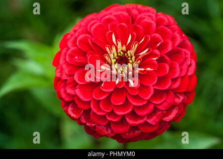 Red Zinnia elegans 'Benary Gigante' scarlatta close up Foto Stock