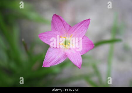 Pioggia rosa fiore di giglio Foto Stock