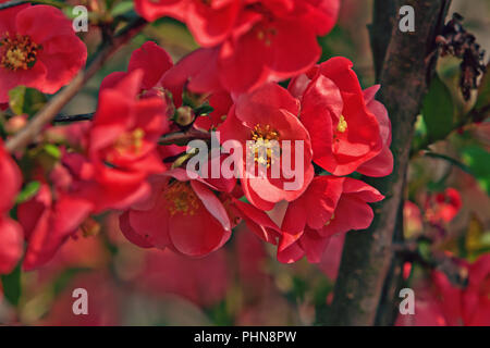 Fioritura giapponese mela cotogna (Chaenomeles japonica) Foto Stock