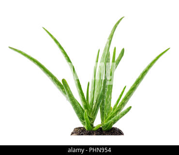 Aloe vera pianta succulenta con il terreno Foto Stock