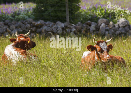 Vacche sdraiato nel prato prato e ruminare Foto Stock