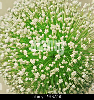 Onion flower closeup Foto Stock