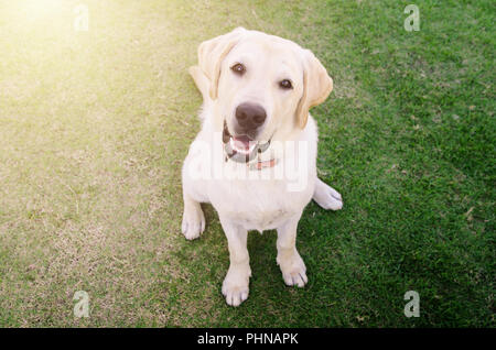 Cane giocando fuori sorrisi Foto Stock