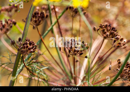 Aneto morbido ombrelloni con semi che sono utilizzati nella messa in conserva e per la crescita di un nuovo prodotto Foto Stock