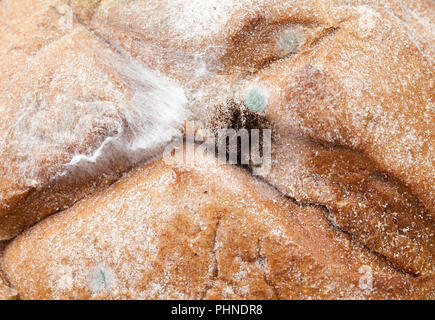 Sostanze tossiche pericolose muffe su di un filone di nero il pane di segale, dispendioso la distruzione di prodotti alimentari Foto Stock