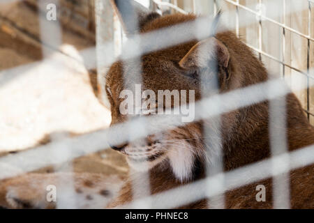 Testa di lince, vivendo in un zoo dietro le sbarre, un ingrandimento di un animale mammifero Foto Stock