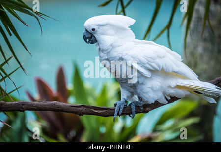 Ombrello bianco cacatua a sant'Agostino Alligator Farm e il parco zoologico in Sant'Agostino, Florida. (USA) Foto Stock