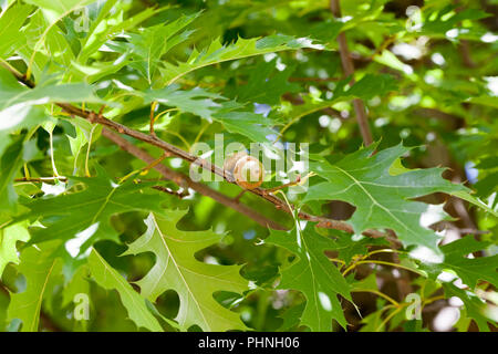 Bella e verde fogliame di quercia nella soleggiata primavera meteo, closeup, sui rami crescono e si sviluppano i dadi acorn Foto Stock