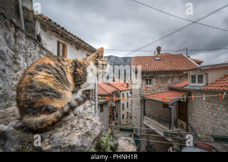 Stridio cat seduto su un masso in Kotor Foto Stock