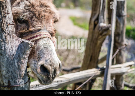 Triste asino close up Foto Stock