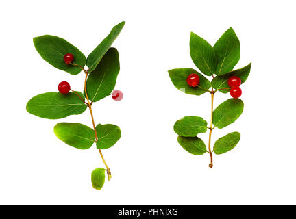 Set di Lonicera tatarica ramoscelli con foglie verdi e rosse bacche isolato su bianco Foto Stock