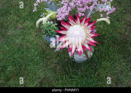 Re Protea. Il Protea Cynaroides. proprietà rilasciato Foto Stock