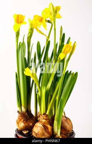 Giunchiglie in un vaso di fiori Foto Stock