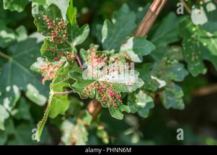 Albero di acero infestati con fiele acari Foto Stock