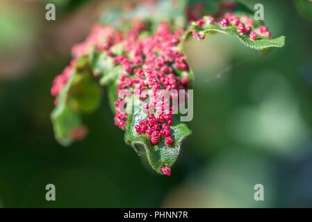 Albero di acero infestati con fiele acari Foto Stock