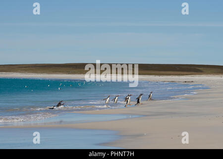 I pinguini di Gentoo (Pygoscelis papua) emergente dal mare su una grande spiaggia di sabbia sul più deprimente isola nelle isole Falkland. Foto Stock