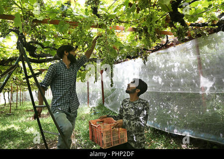 Srinagar, Indiano-controllato del Kashmir. 2 Sep, 2018. Gli agricoltori raccogliere uva in un campo durante la vendemmia di stagione in un villaggio nel distretto di Ganderbal, circa 35 km da Srinagar, la capitale estiva di Indiano-Kashmir controllata, Sett. 2, 2018. Credito: Javed Dar/Xinhua/Alamy Live News Foto Stock