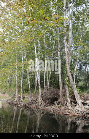 Radici di albero vicino al corpo di acqua Foto Stock