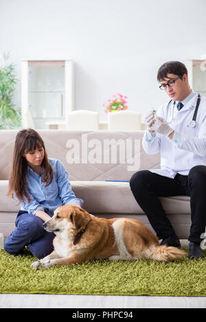 Vet medico visita il golden retriever cane a casa Foto Stock
