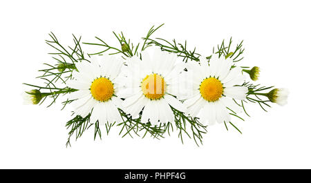 Daisy fiori e boccioli in una composizione floreale isolato su bianco Foto Stock