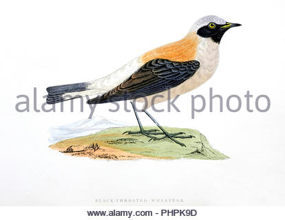 Black Throated culbianco (Oenanthe oenanthe) illustrazione vintage, da una storia di uccelli britannica dal Rev. Francesco Orpen Morris, pubblicato nel 1897 Foto Stock