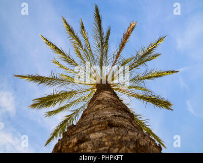 Basso punto di vista di sole data phoenix Palm tree contro il cielo blu Foto Stock