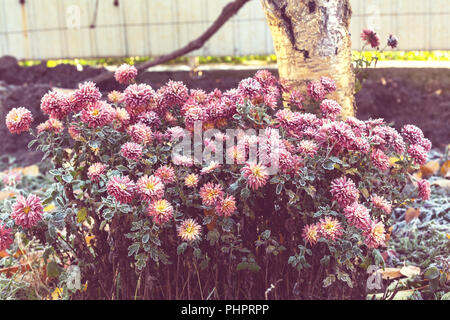 Fiori congelati Foto Stock