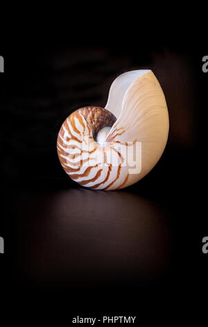 Chambered Nautilus Nautilus seashell pompilio pompilio Foto Stock