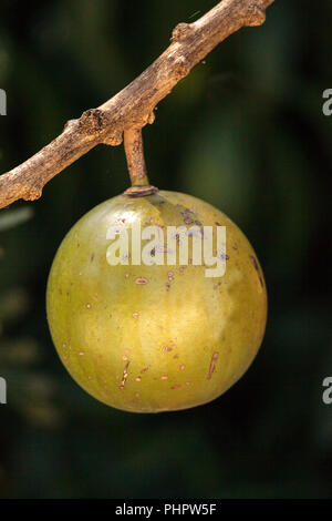 Frutta su Calabash tree Crescentia cujete Foto Stock