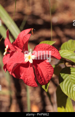 Ashanti sangue erythrophylla Mussaenda fiore Foto Stock