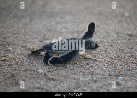 Un nuovo nato Tartaruga Verde acceso all'oceano mantenendo un occhio su di me. Foto Stock