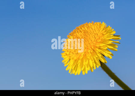 Una fioritura di tarassaco con cielo blu Foto Stock