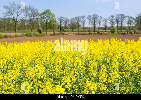 Fioritura olandese campo di colza con alberi di quercia Foto Stock