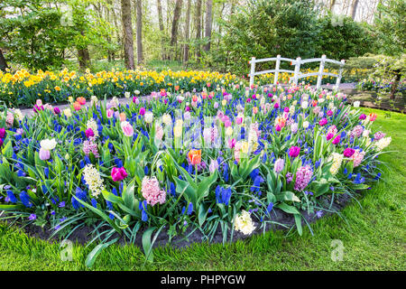 Fiori che sbocciano con tulipani giacinti e ponte Foto Stock